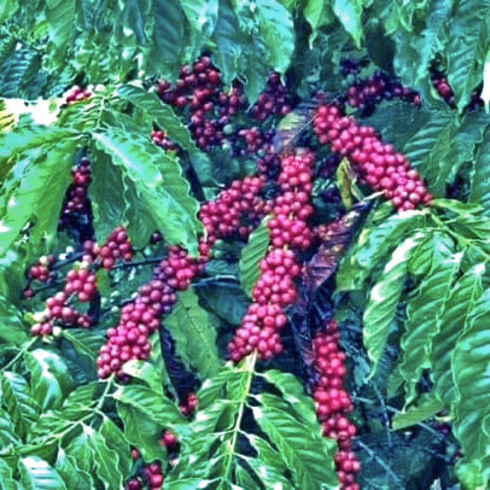 Hình ảnh Darmin 25